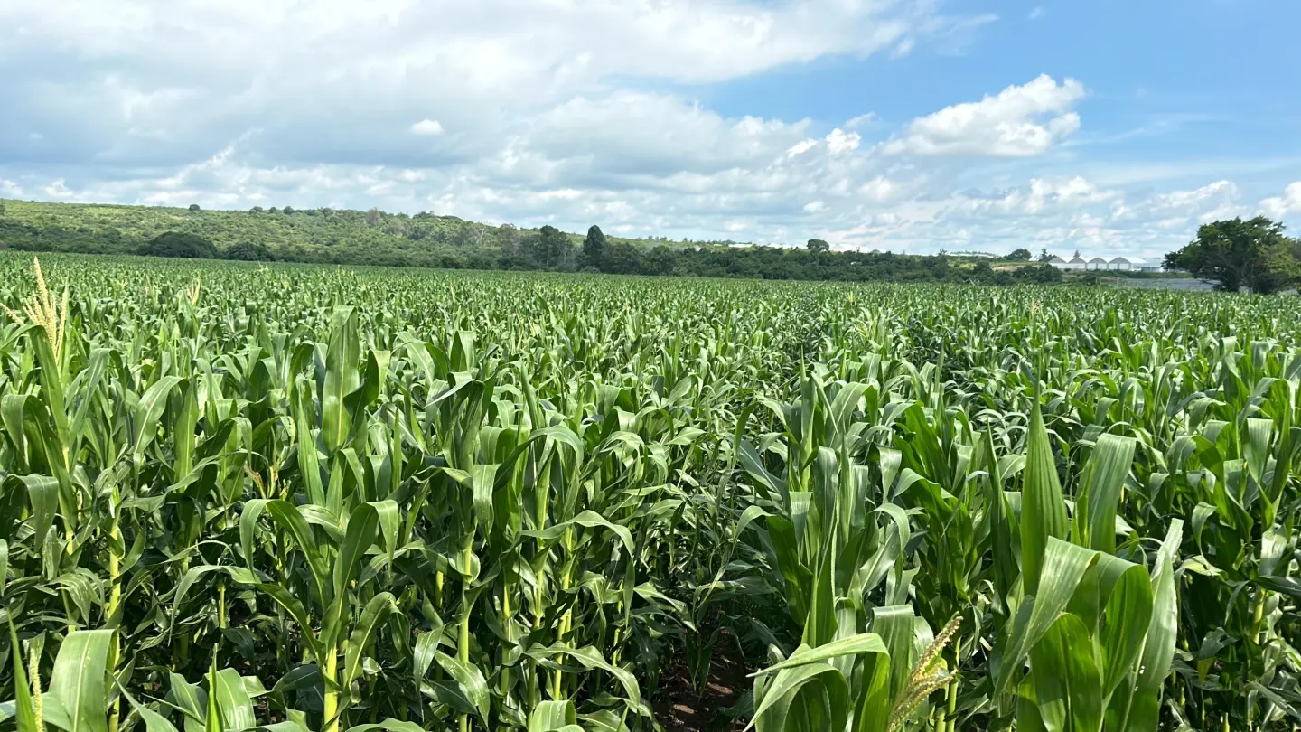 Campo de maíz en Morelos