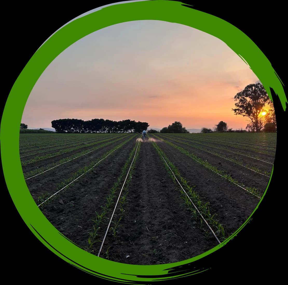 Cultivo de maíz de asfeh al atardecer