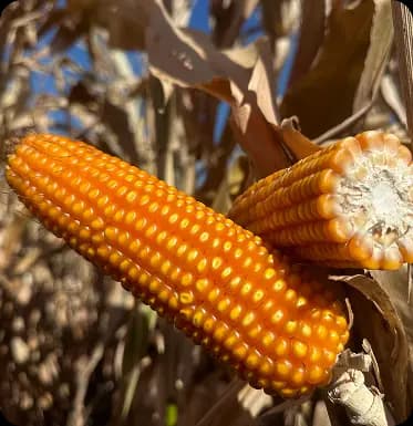 Semilla de maíz H-387a ideal para producción de grano. Producida por Asfeh en Morelos, México.