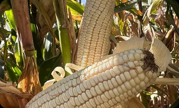 Semilla de maíz vs-535 ideal para producción de hoja para tamal. Producida por Asfeh en Morelos, México.