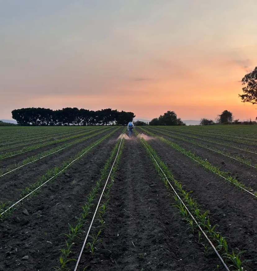 Campo de cultivo con trabajadores